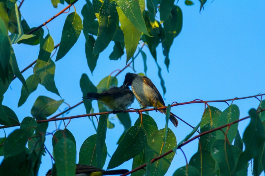 a couple of birds sitting on top of a tree branch