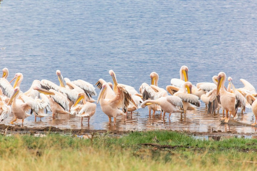 a group of pelicans are standing in the water