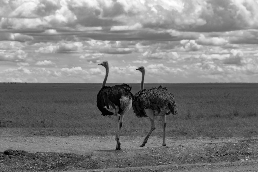 two ostriches walking across a dirt road