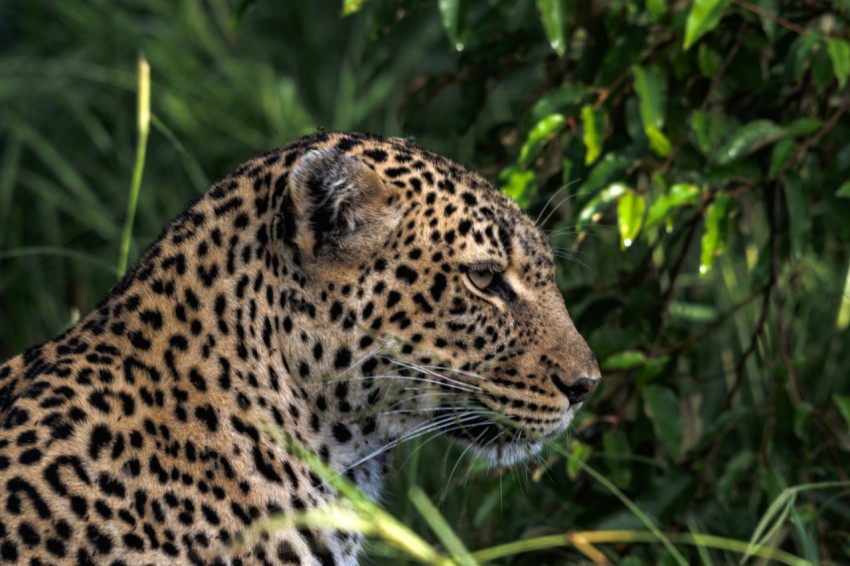 a close up of a leopard in a field of grass