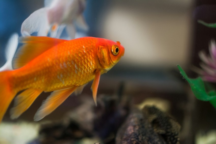 orange and white fish in water