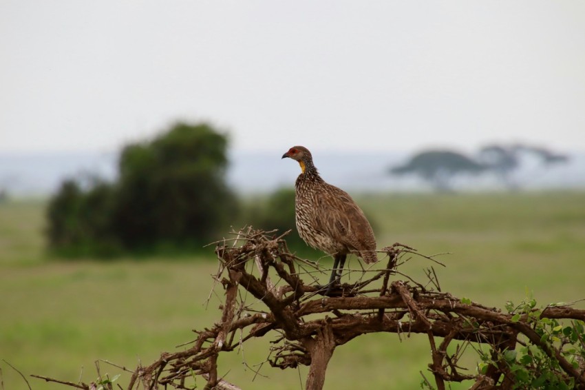 brown bird on brown tree branch during daytime