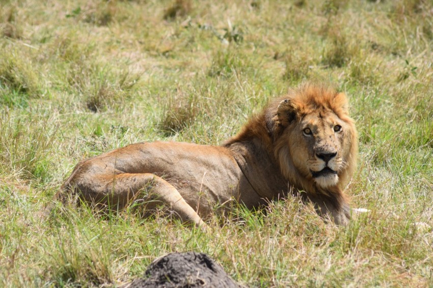 a lion laying down in a grassy field