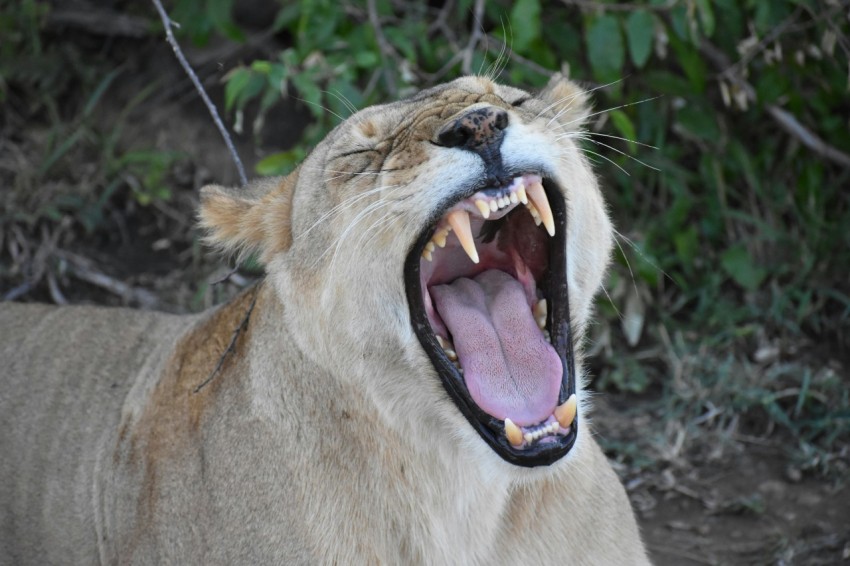 opened mouth tiger during daytime