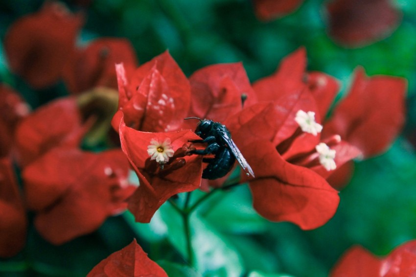 a bee is sitting on a red flower