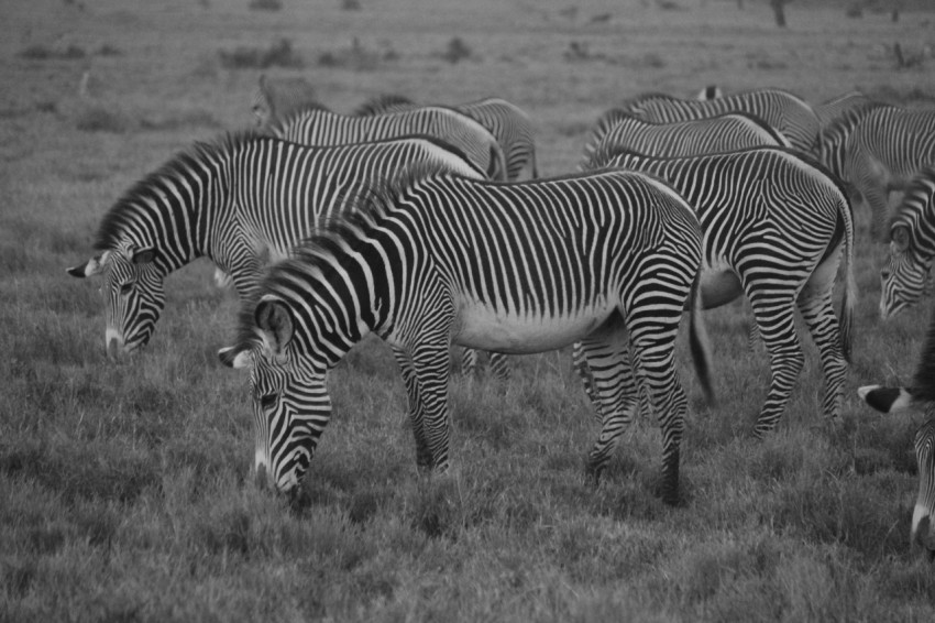 a herd of zebra grazing on a lush green field