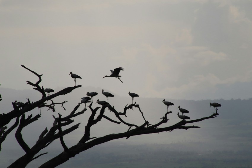 birds on bare tree during daytime