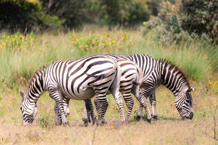 two zebras grazing in a field of tall grass