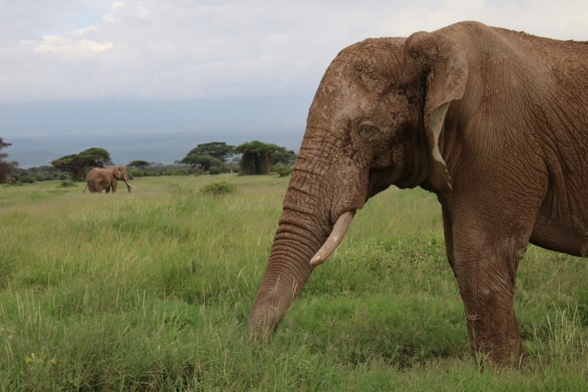 brown elephant on green grass field during daytime