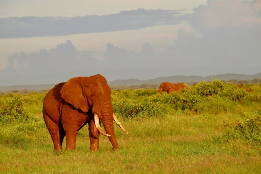 brown elephant on green grass field during daytime