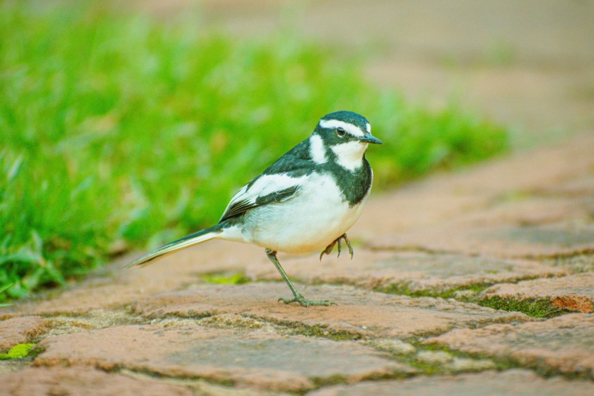 a small bird standing on a brick path 7ZJ_z7aCN