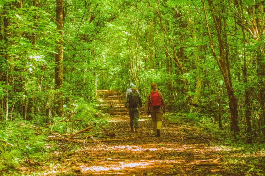 a couple of people that are walking in the woods