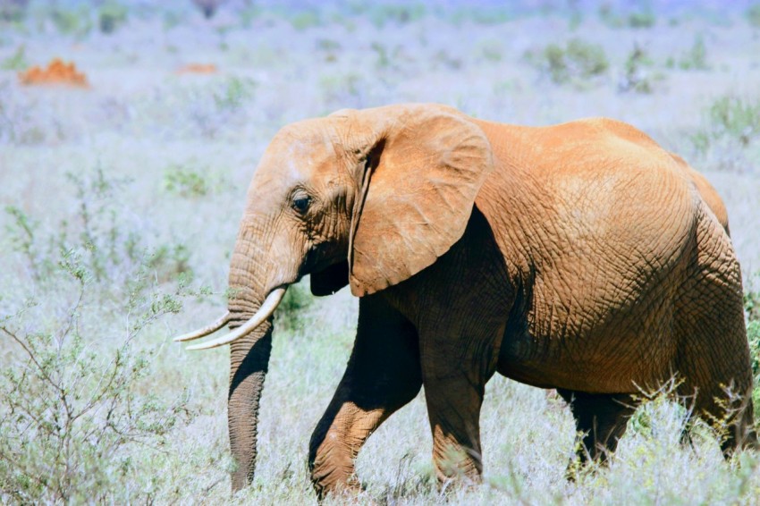 shallow focus photo of brown elephant PElhTP3ll