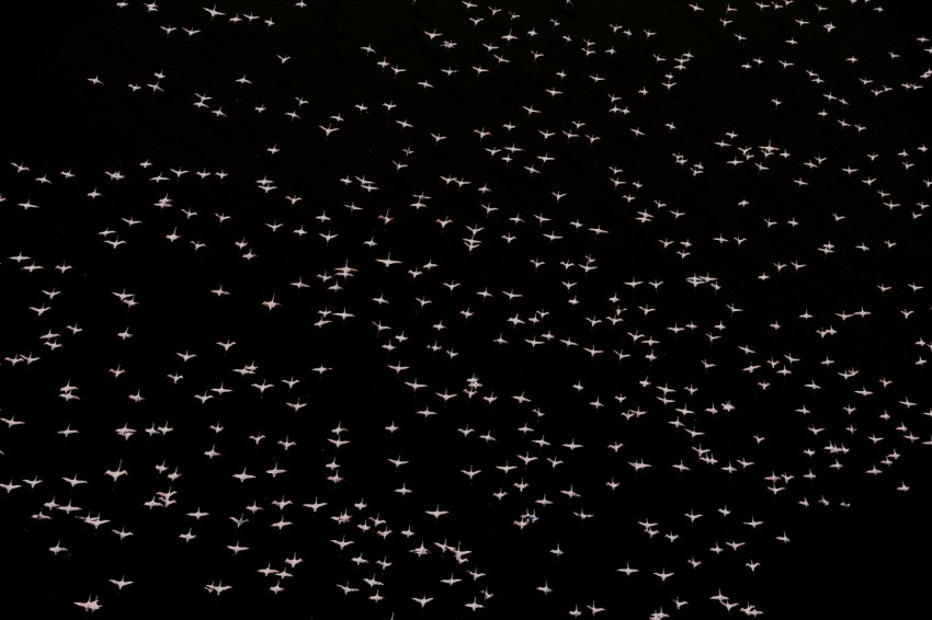 a large group of white stars on a black background