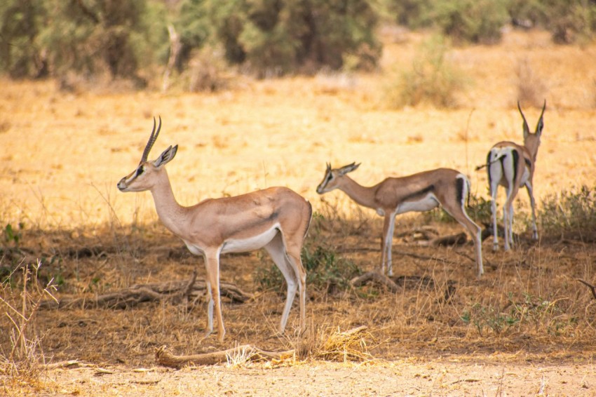 a group of antelope standing on a dry grass field