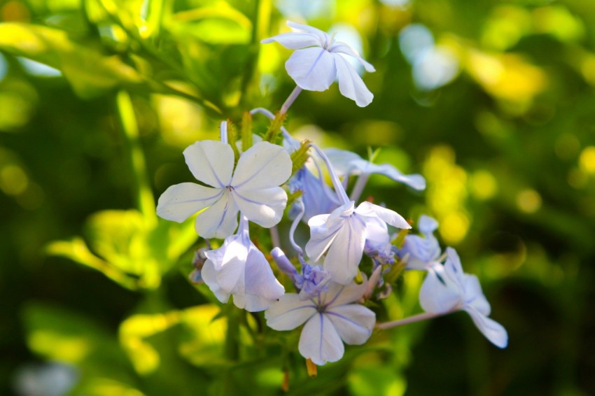 a close up of a bunch of blue flowers