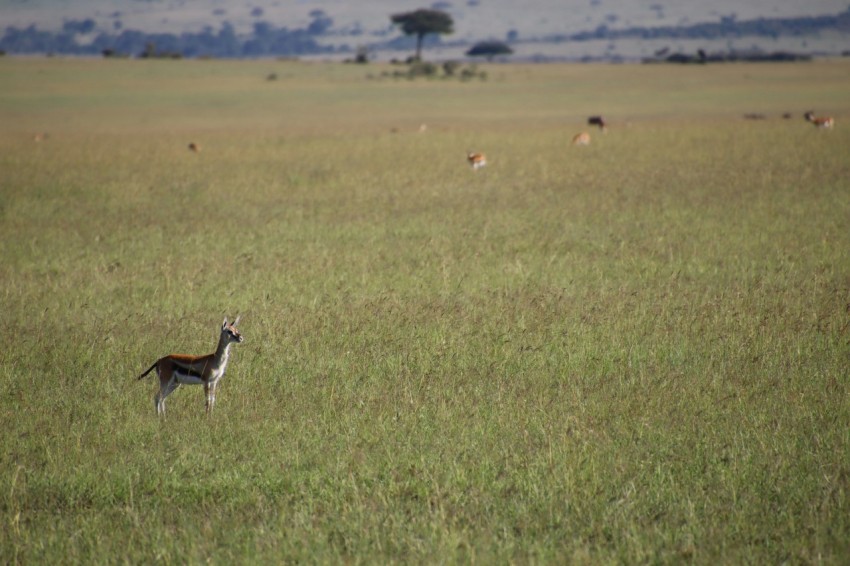 brown deer on green grass field during daytime