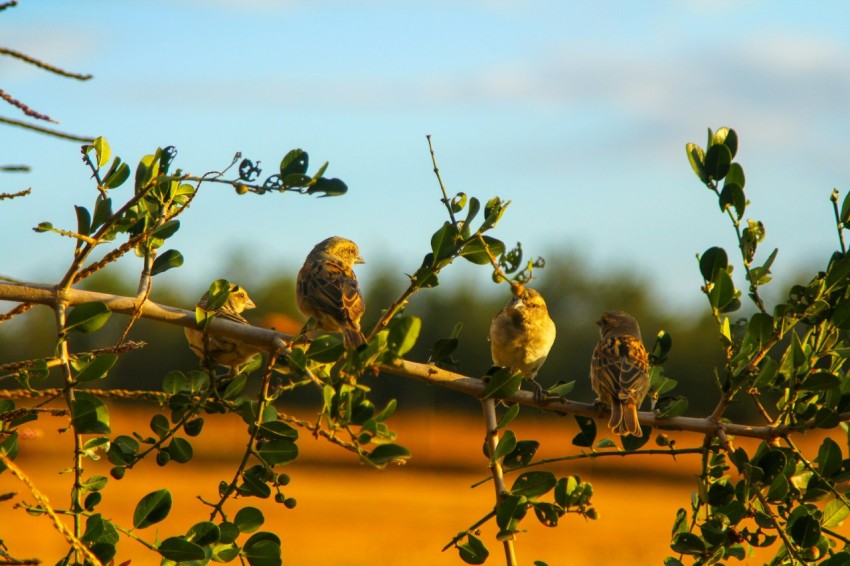 a group of birds sitting on top of a tree branch