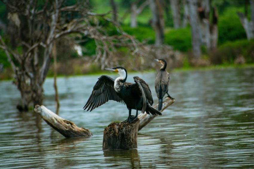 a group of birds sitting on top of a tree stump