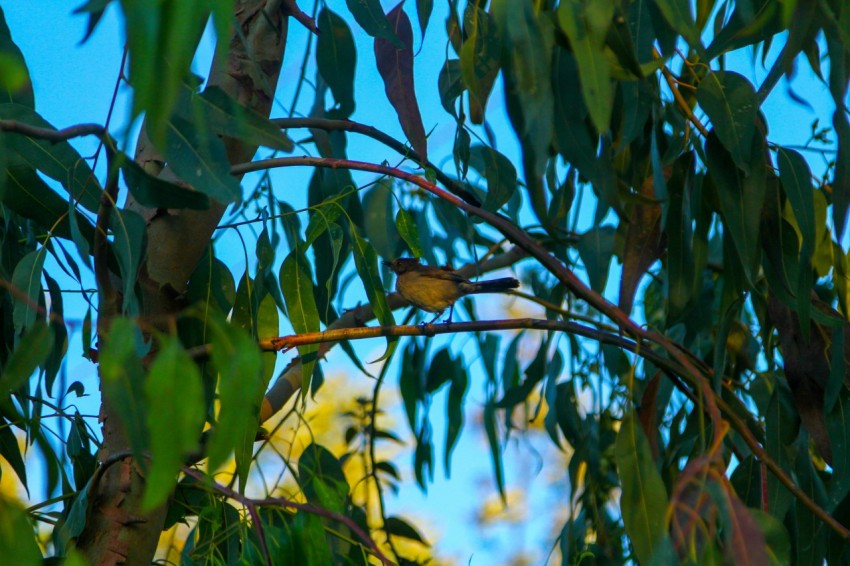 a small bird perched on top of a tree branch