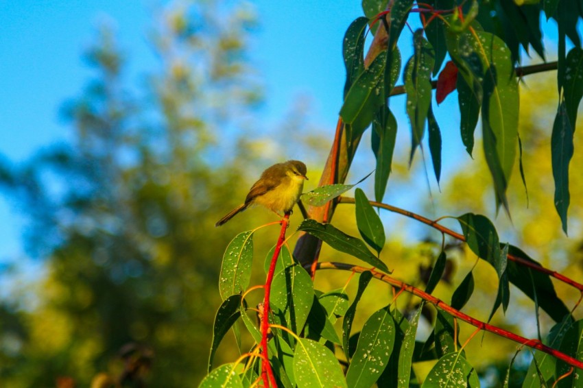 a small bird perched on a branch of a tree