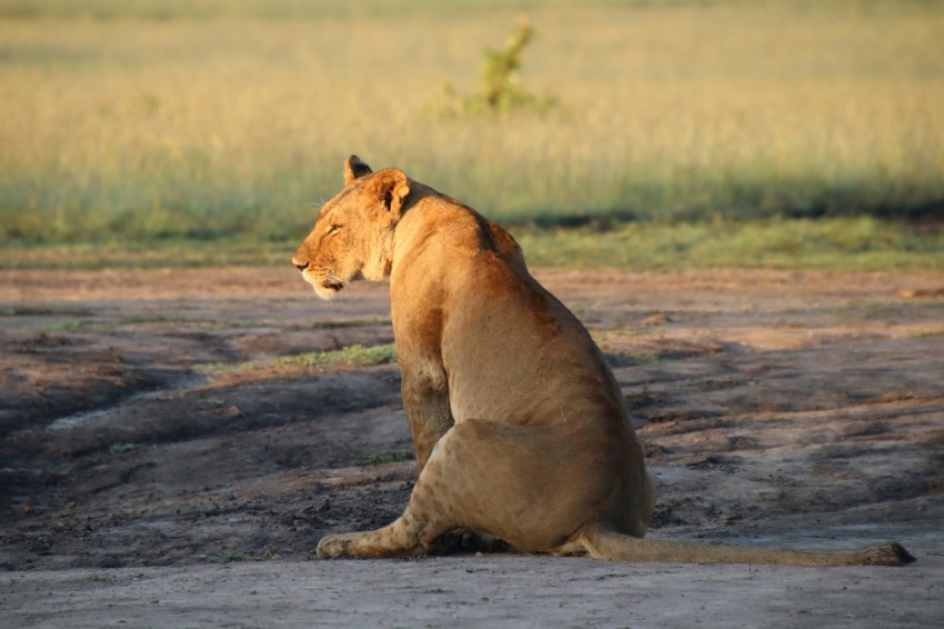 brown lioness on brown field during daytime