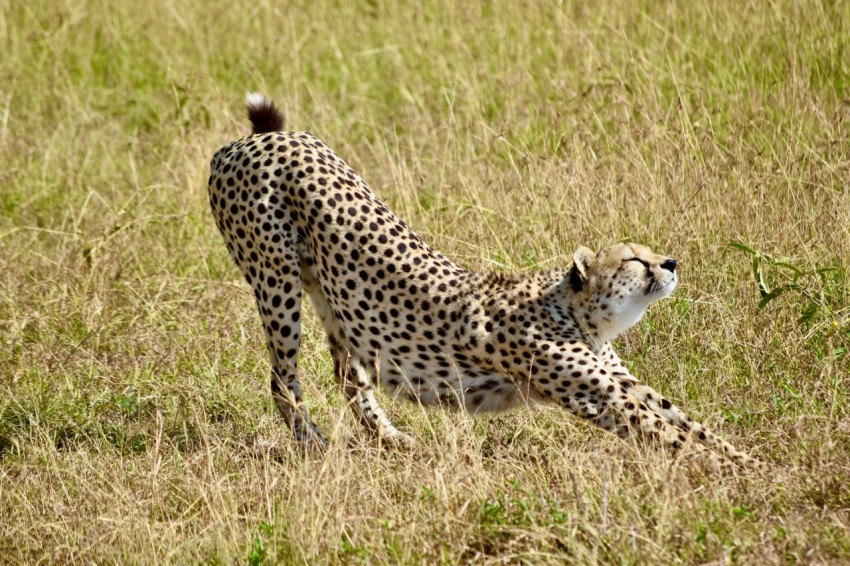 cheetah on brown grass field during daytime