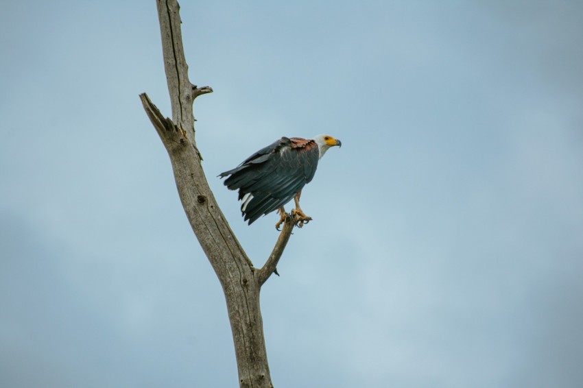 a large bird perched on top of a tree branch