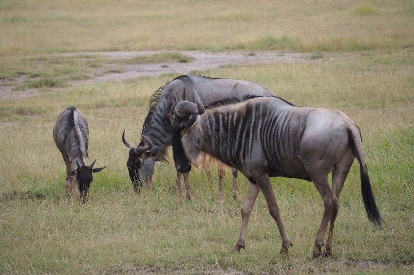 a couple of animals that are standing in the grass