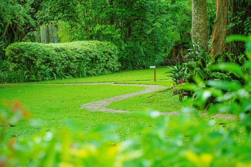 a lush green park with a path in the middle of it