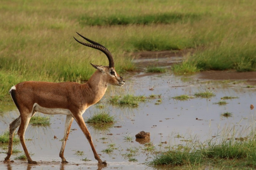 brown deer on body of water during daytime