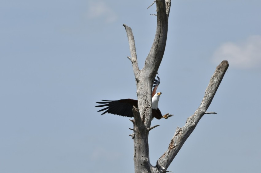 a large bird perched on top of a dead tree