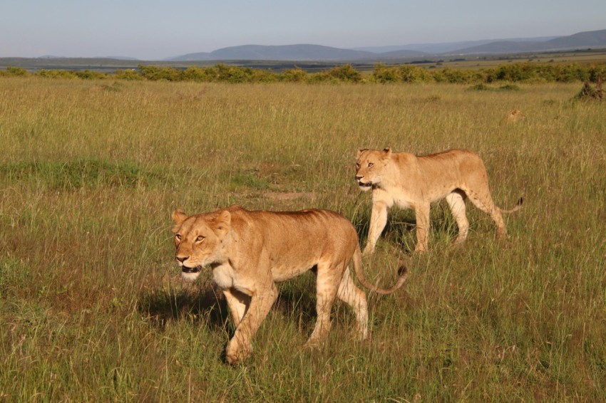 brown lioness on green grass field during daytime