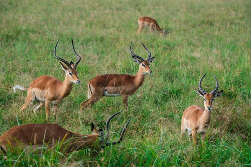 group of deer on grass field