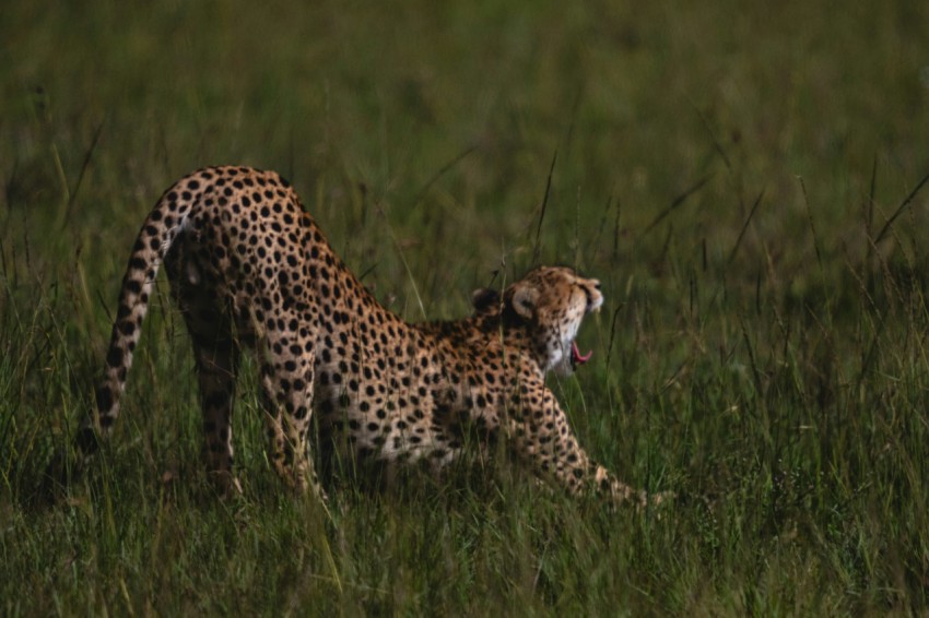 a cheetah cub playing in the tall grass