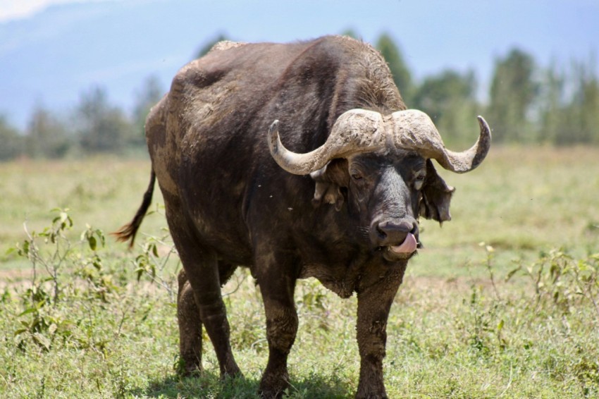 brown buffalo