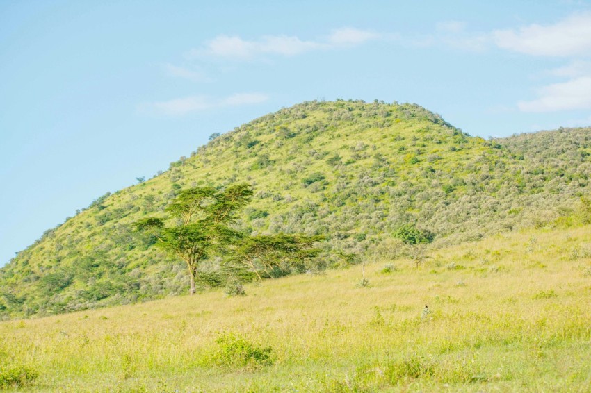 a grassy hill with a tree on top of it