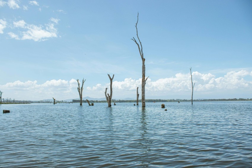 a body of water with dead trees in it