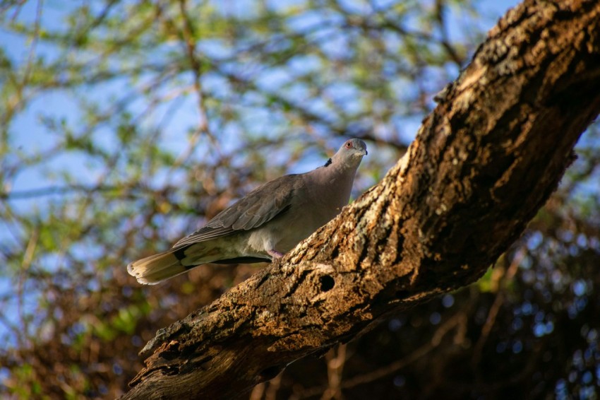 a bird perched on a branch of a tree