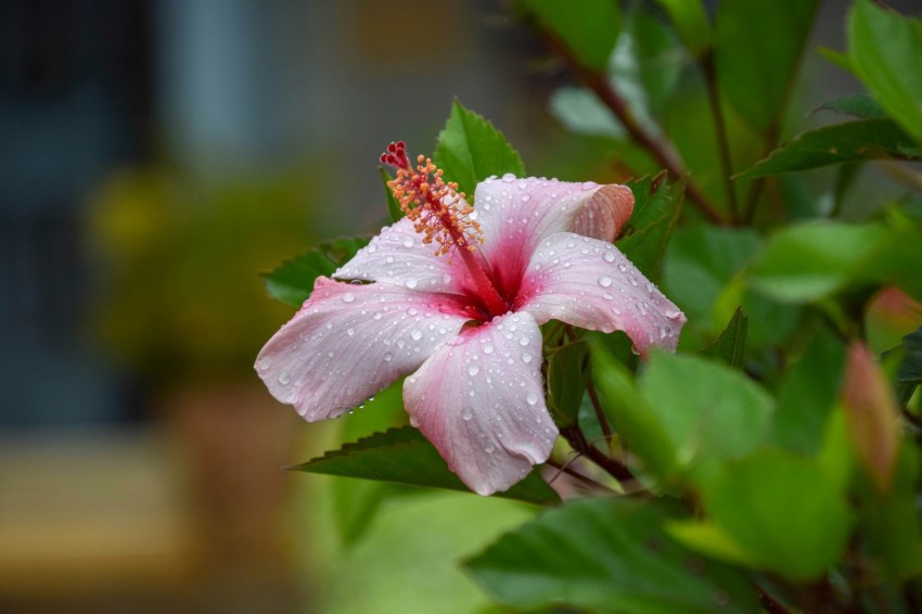 a close up of a flower