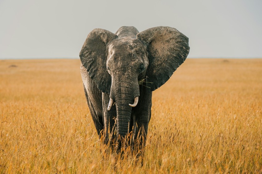 an elephant walking through a field of tall grass