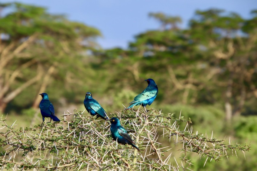 blue bird on brown grass during daytime