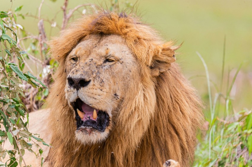 a close up of a lion with its mouth open