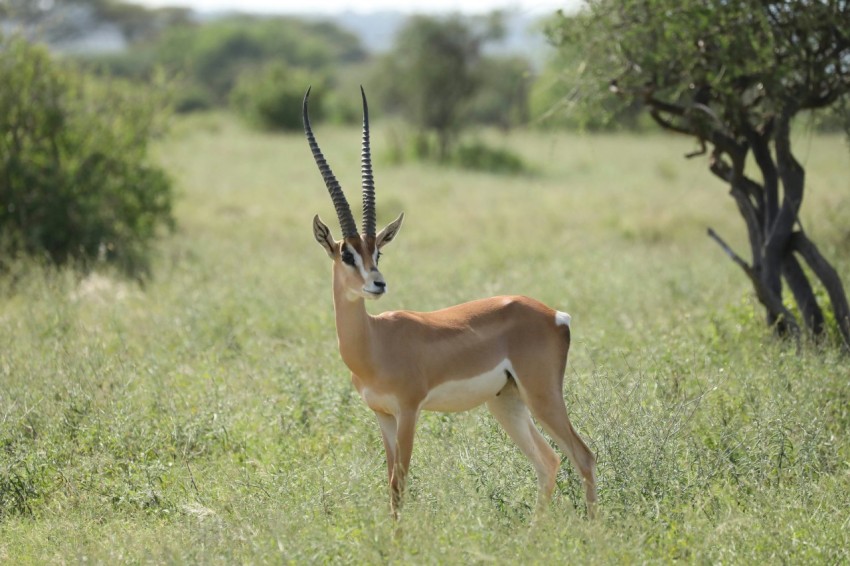 antelope standing on green field