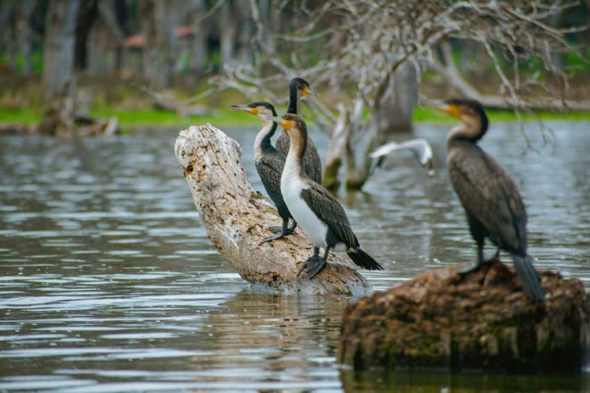 a group of birds sitting on a log in the water