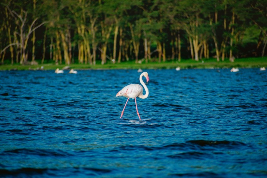 a flamingo standing in the middle of a lake