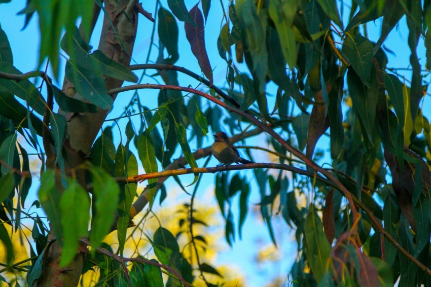 a bird perched on a branch of a tree t0KZL