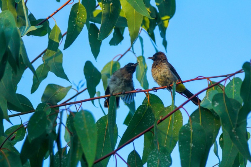 a couple of birds sitting on top of a tree branch