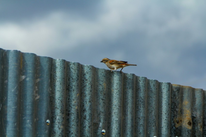 a small bird sitting on top of a metal fence T68F