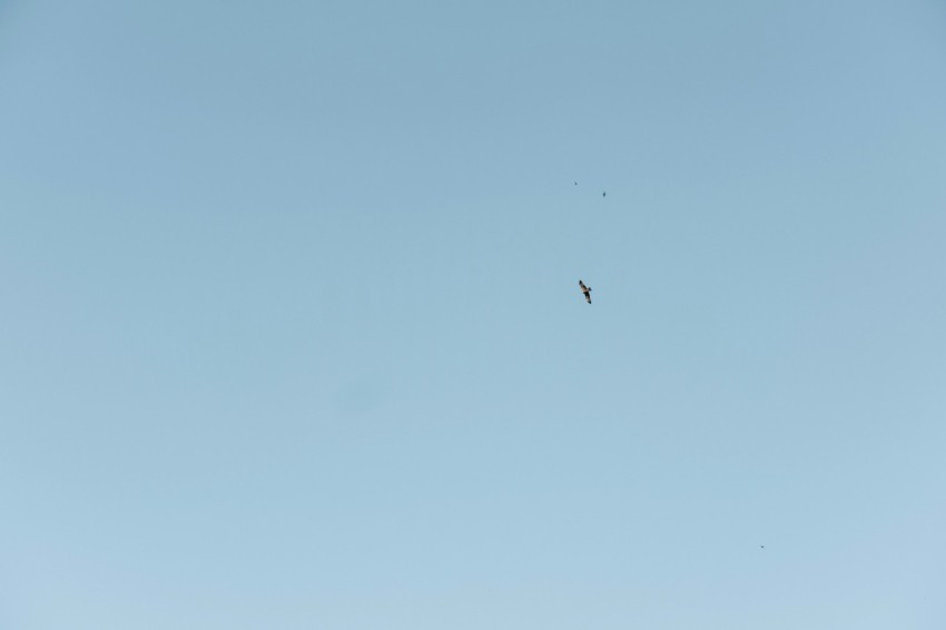 black bird flying under blue sky during daytime